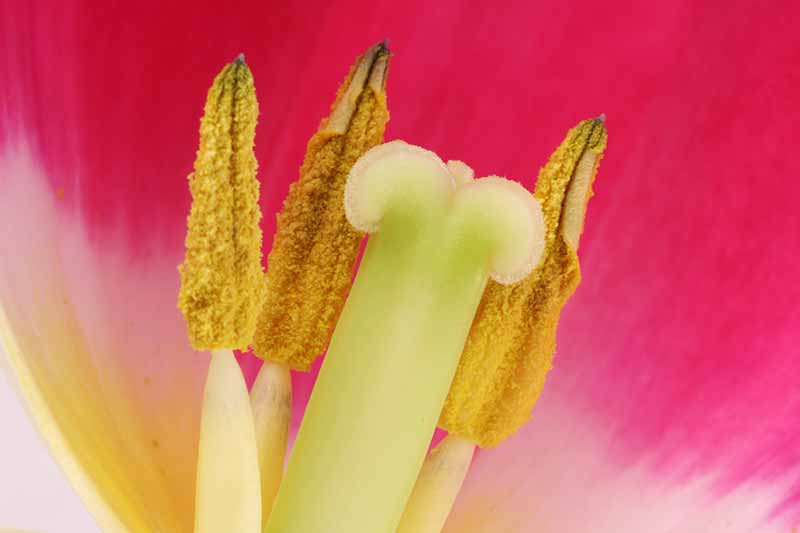 Una imagen macro de primer plano del interior de una flor rosa que muestra la anatomía.