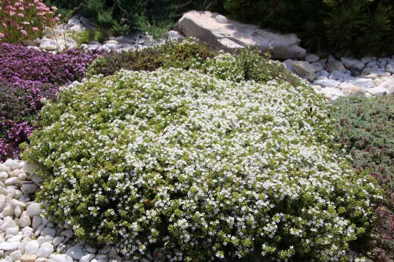 Una imagen horizontal de primer plano de un grupo de Thymus praecox 'Albiflorus' con flores blancas que crecen en un jardín de rocas.
