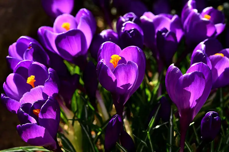 Un primer plano de las flores de color púrpura profundo de la variedad 'Flower Record' de C. vernus que crece bajo la luz del sol sobre un fondo oscuro y suave.