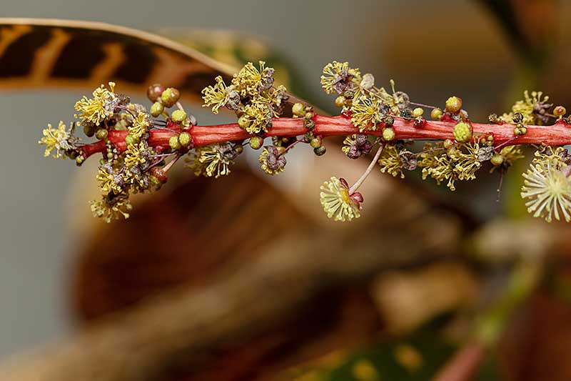 Una imagen horizontal de primer plano del tallo floral de una planta de croton en un fondo de enfoque suave.