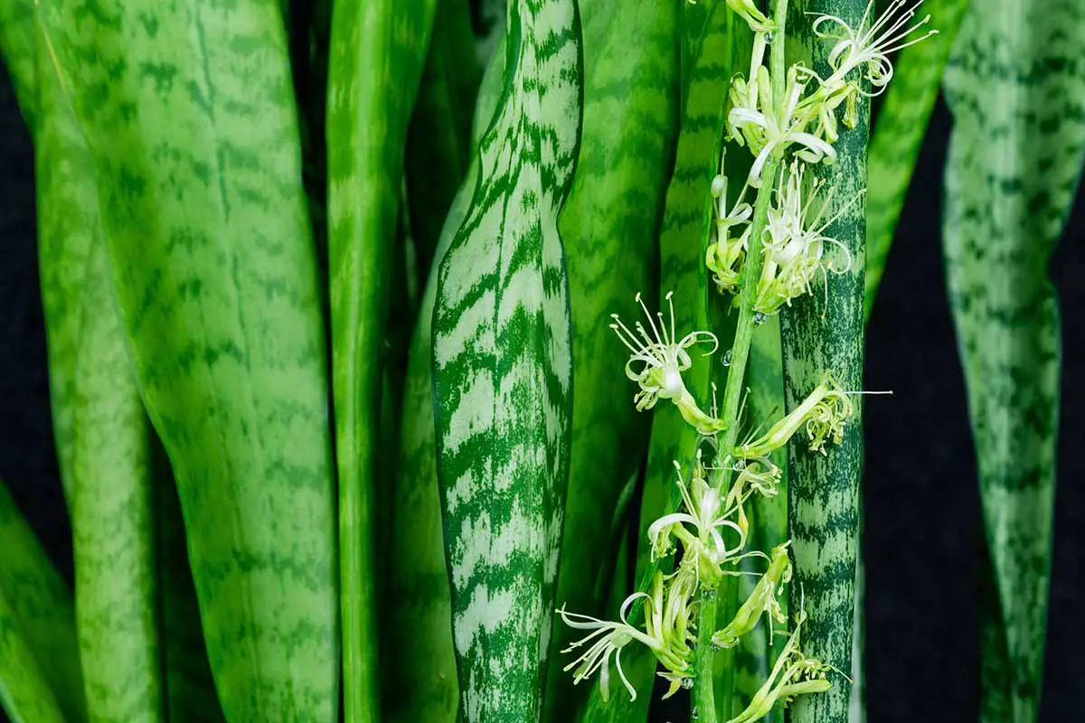 Una imagen horizontal de primer plano del follaje y el tallo floral de una planta de serpiente en flor.
