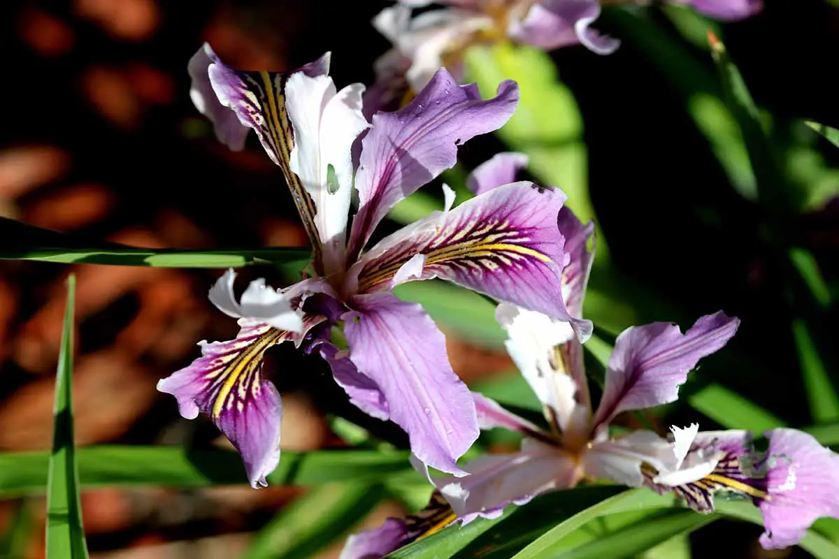 Una imagen horizontal de primer plano de una flor púrpura Iris douglasiana representada bajo el sol brillante sobre un fondo oscuro de enfoque suave.