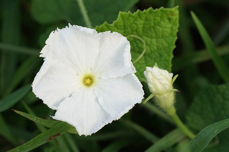 Una imagen horizontal de cerca de una pequeña flor blanca de Lagenaria siceraria que crece en el jardín.