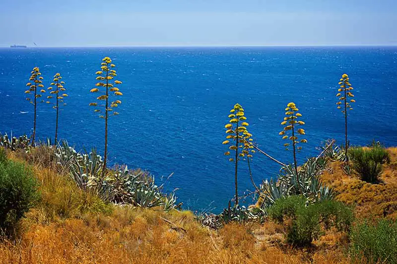 Una imagen horizontal de plantas de agave en flor que crecen en una ladera con el mar Mediterráneo al fondo.