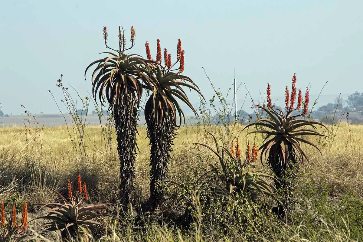 Una imagen horizontal de grandes suculentas florecientes que crecen en un paisaje desértico.
