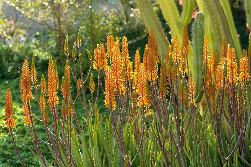 Una imagen horizontal de cerca de las flores amarillas brillantes de las plantas de aloe vera que crecen en el jardín fotografiadas con luz solar filtrada.