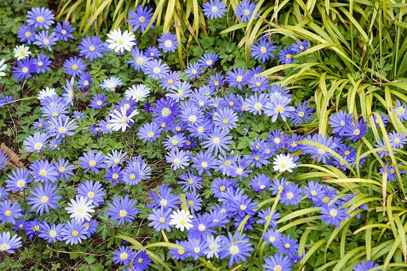 Una imagen horizontal de primer plano de flores de viento griegas azules y blancas que crecen en el jardín con follaje en el fondo.