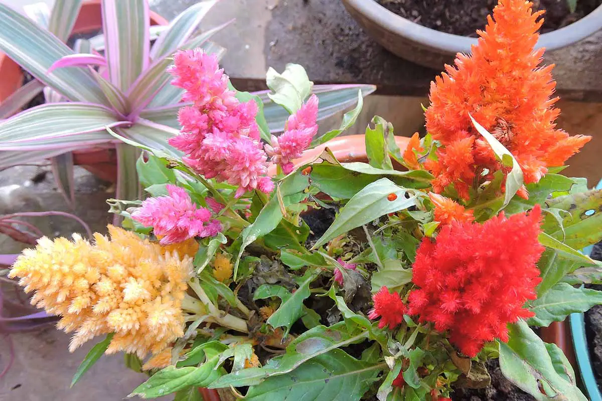Una imagen horizontal de primer plano de coloridas flores de astilbe que crecen en una maceta de terracota.