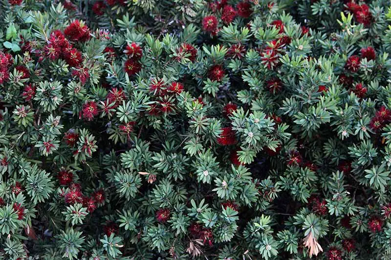 Una imagen horizontal de primer plano de un denso seto de Callistemon con follaje verde claro y flores de color rojo brillante.