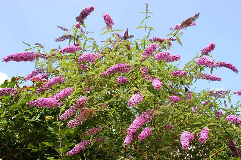 Una imagen horizontal de primer plano de un gran arbusto de mariposas en flor que crece en el jardín fotografiado bajo el sol brillante sobre un fondo de cielo azul.