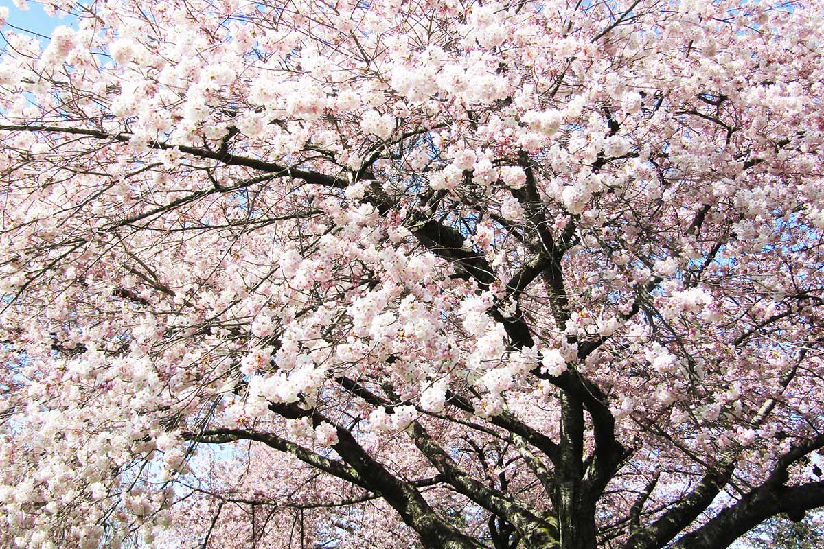 Una imagen horizontal de cerca de las abundantes flores rosadas y blancas de un cerezo ornamental 'Akebono' que crece en el paisaje.