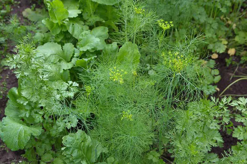 Un primer plano de una planta de Anethum graveolens con pequeñas flores amarillas rodeadas de otras plantas de hierbas y vegetales, desvaneciéndose en un enfoque suave en el fondo.