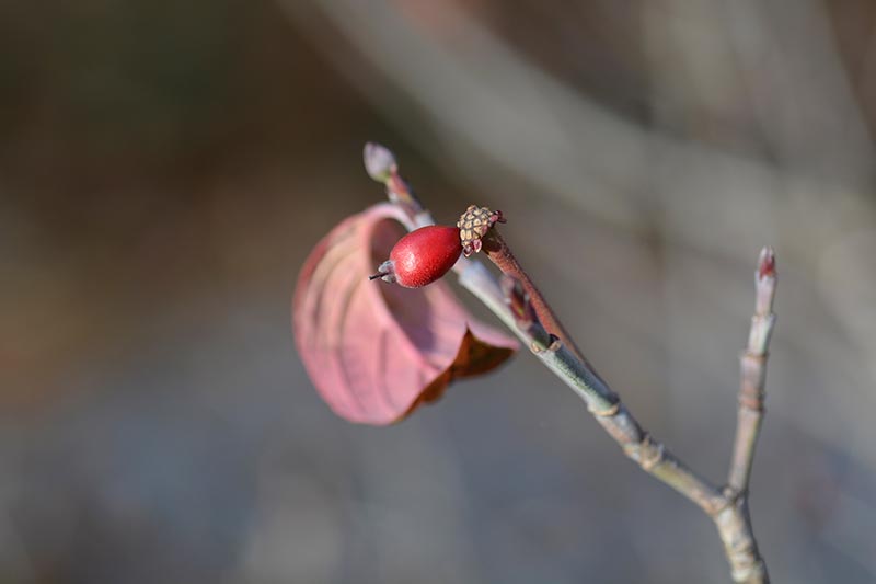 Una imagen horizontal de primer plano de la pequeña baya roja de un cornejo florido en un fondo de enfoque suave.