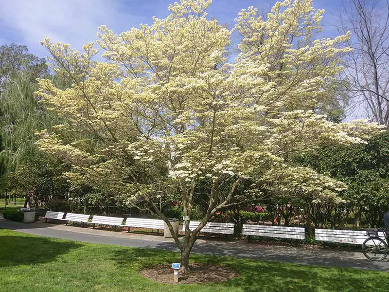 Una imagen horizontal de un solo árbol de cornejo con flores blancas que crece junto a un camino en un parque con bancos de madera en el fondo.