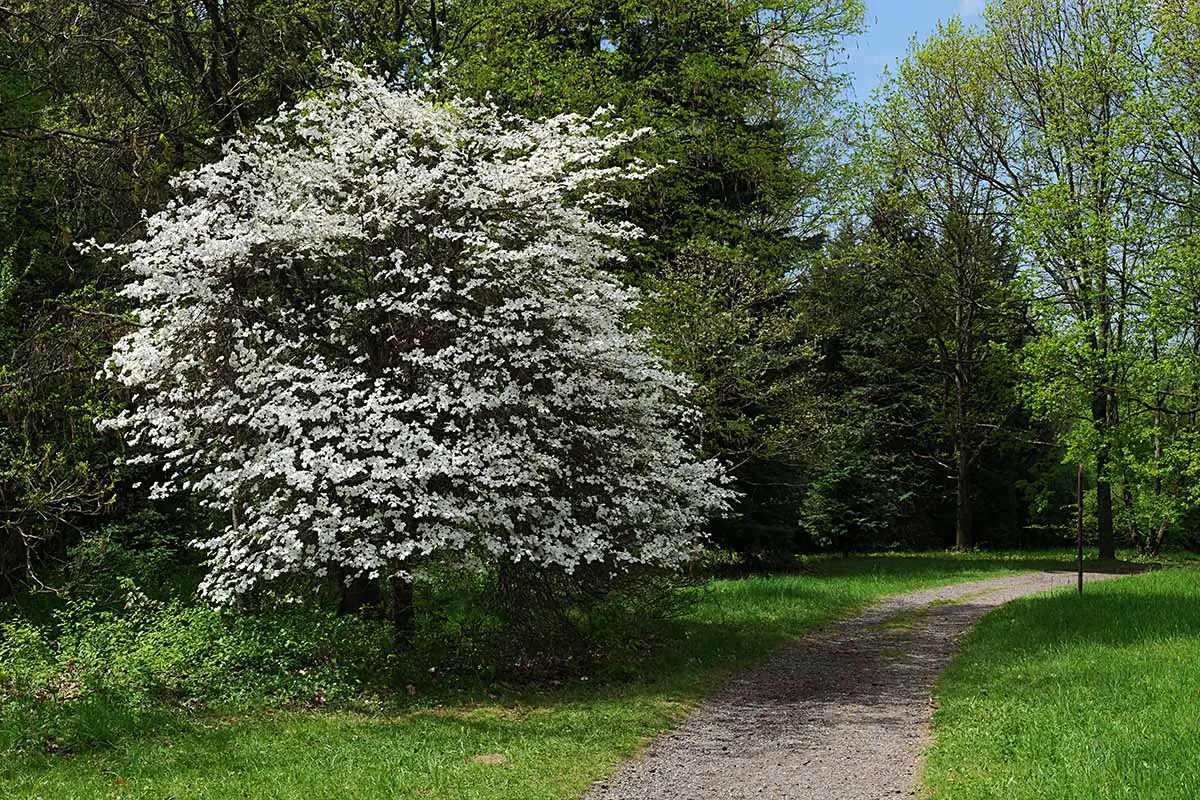 Una imagen horizontal de un camino a través de una arboleda con un cornejo blanco en flor a la izquierda del marco.