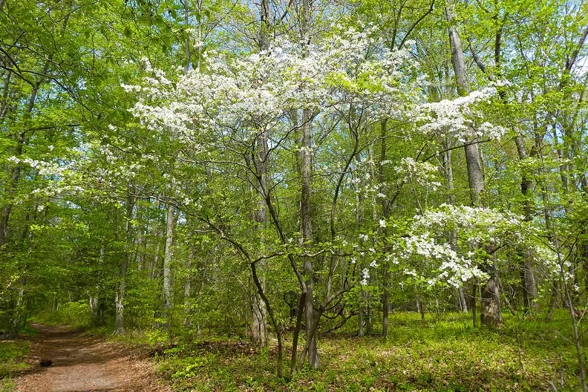 Una imagen horizontal de un camino a través de un bosque con un cornejo en flor en primer plano.