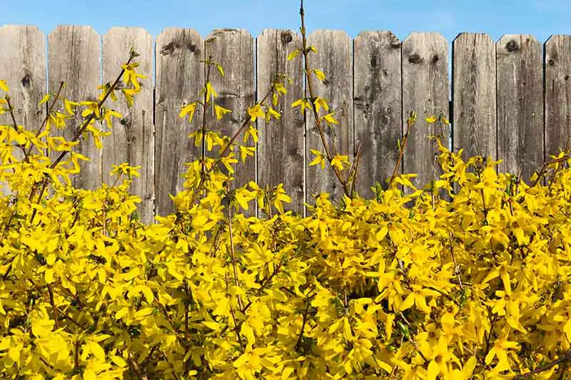 Un primer plano de un seto de forsythia floreciente con flores amarillas brillantes frente a una valla de madera con un fondo de cielo azul.