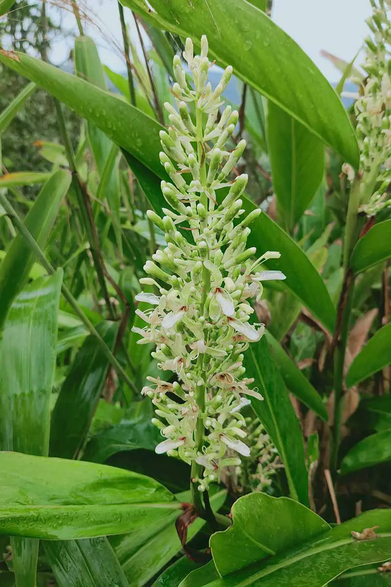 Una imagen vertical de cerca de una flor blanca de la planta Alpinia galanga (galanga) que crece en un jardín tropical.