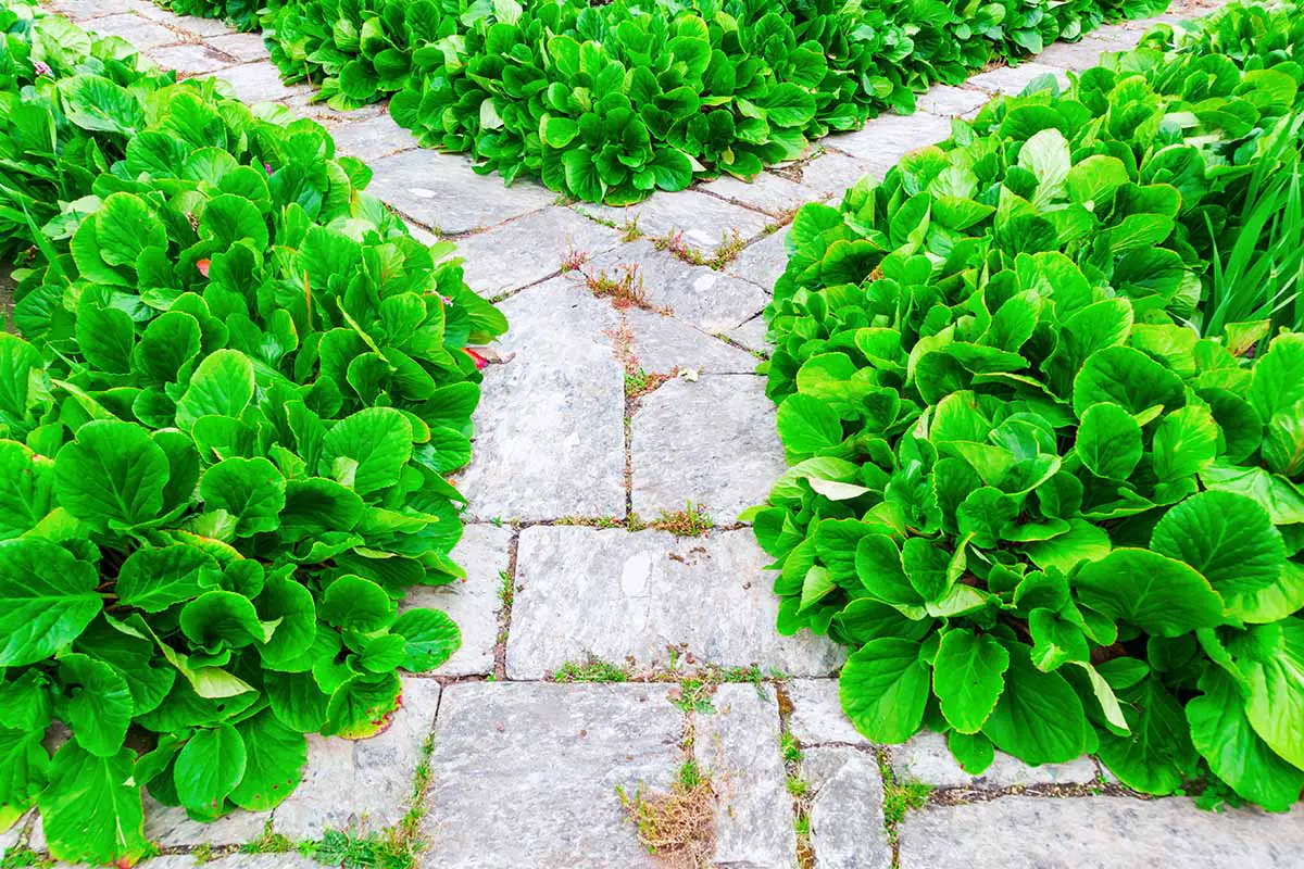 Una imagen horizontal de primer plano de bergenia que crece como una cubierta vegetal a los lados de los caminos.