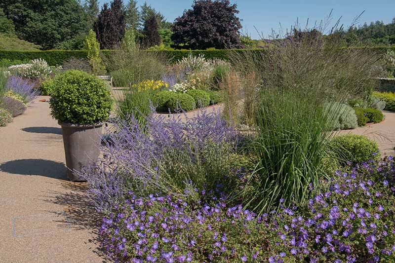 Una imagen horizontal de un jardín inteligente con agua plantado con salvia rusa, césped ornamental y otras plantas perennes.