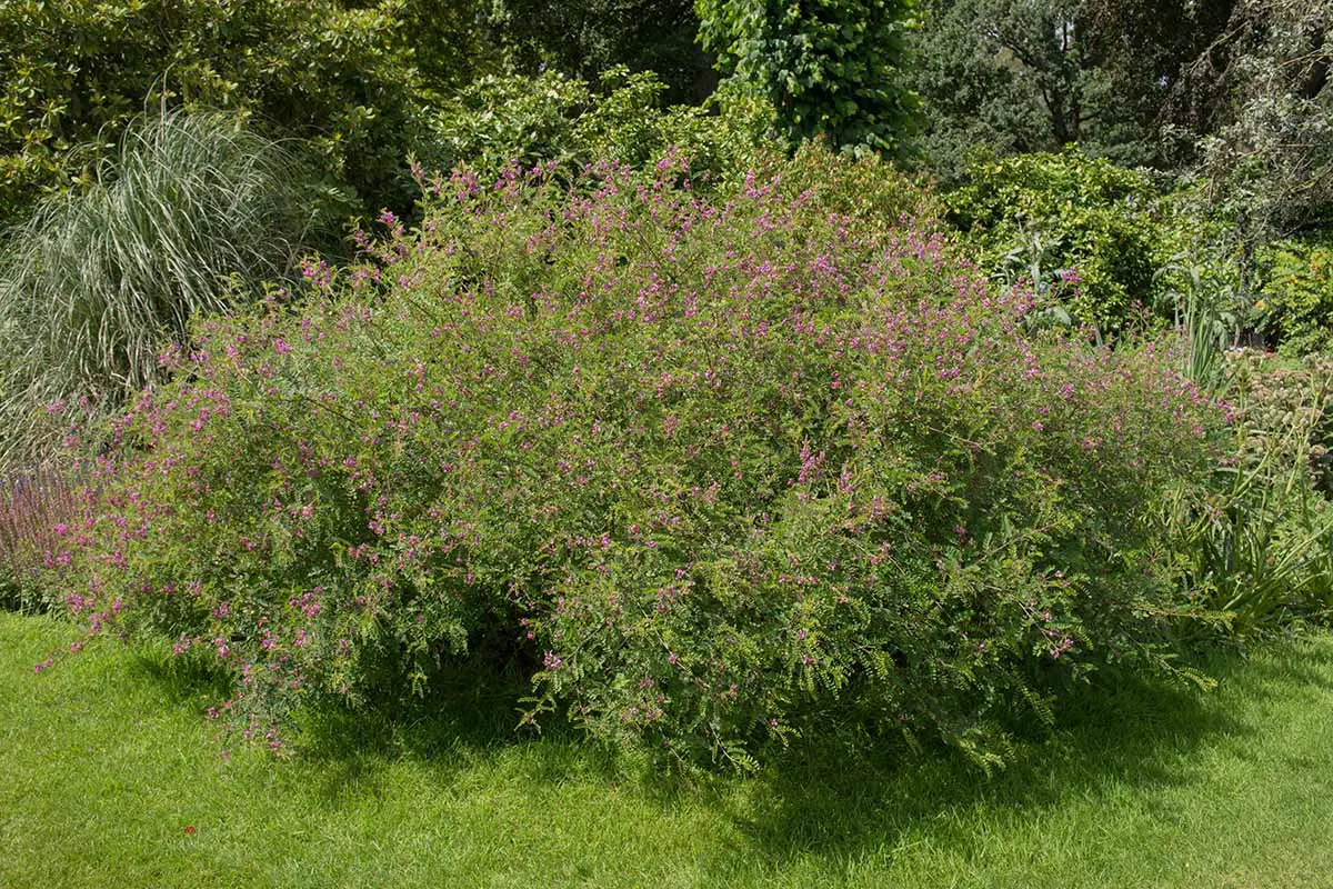 Una imagen horizontal de un borde de jardín perenne con un gran arbusto Indigofera junto a un césped.