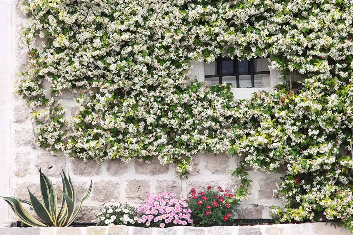 Una imagen horizontal de primer plano de enredaderas de jazmín que crecen en un muro de piedra alrededor de una ventana con un lecho de flores en la parte inferior del marco.