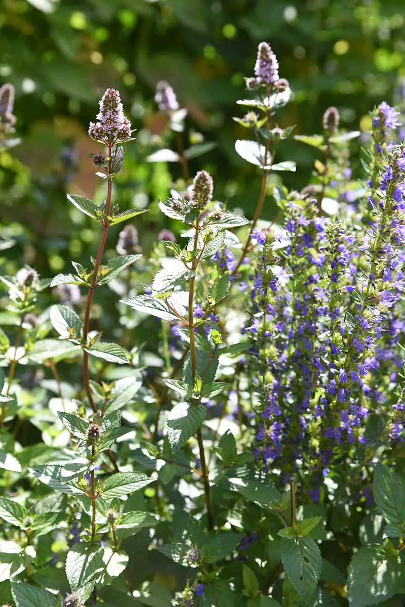 Un primer plano vertical de una planta de Mentha que crece en el jardín en flor con pequeñas flores de color púrpura, bajo el sol brillante sobre un fondo de enfoque suave.