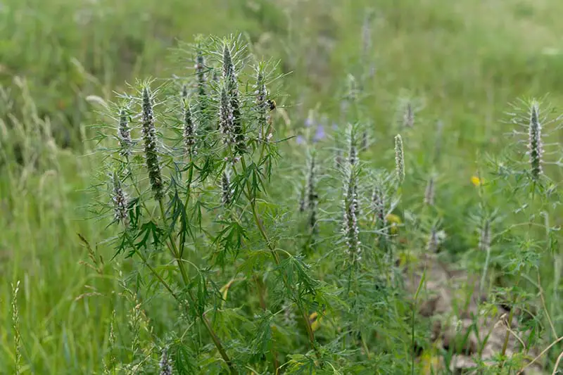 Un primer plano de la agripalma que crece en un campo, con tallos verticales y flores pequeñas sobre un fondo de enfoque suave.