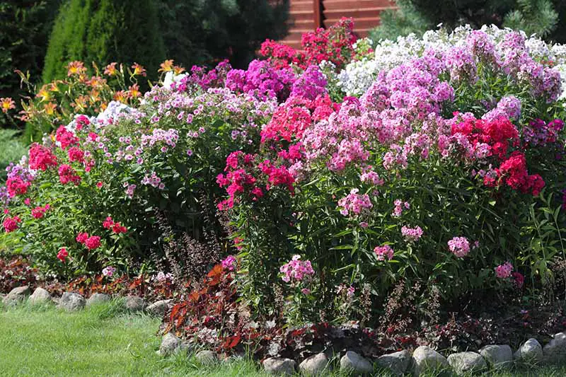 Un borde de jardín con múltiples colores de phlox en flor fotografiado a la luz del sol.