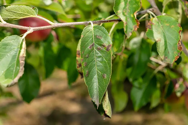 Una imagen horizontal de primer plano de un manzano que sufre una infección fúngica, representada en un fondo de enfoque suave.