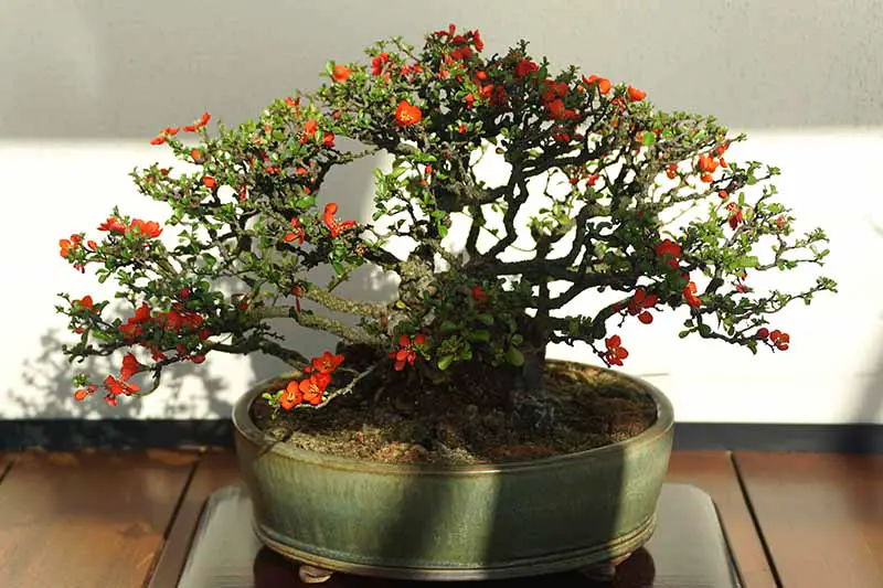 Una imagen horizontal de primer plano de un arbusto de membrillo en flor entrenado en un árbol bonsái, fotografiado con luz solar filtrada.
