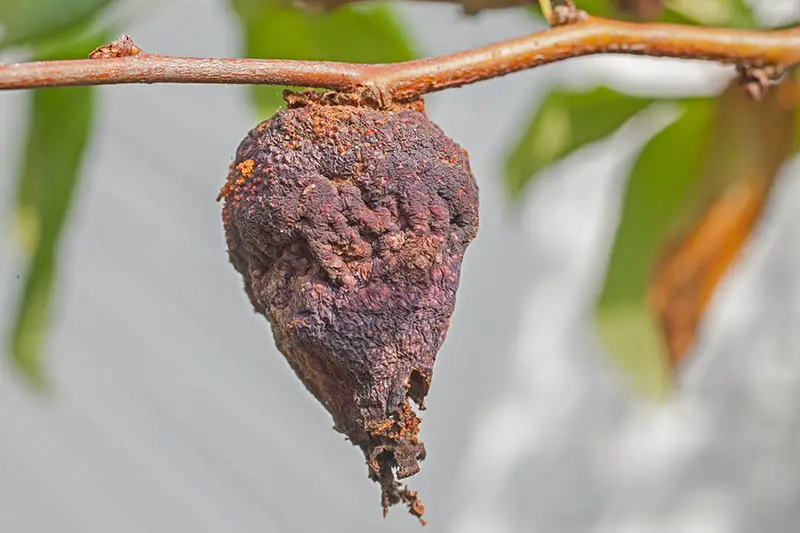 Una imagen horizontal de primer plano de una fruta podrida en una planta de Chaenomeles representada en un fondo de enfoque suave.