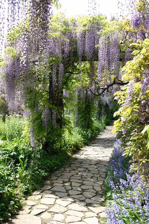 Una imagen vertical de glicinas florecientes en un enrejado que sobresale por un camino de piedra a través de un jardín de verano.