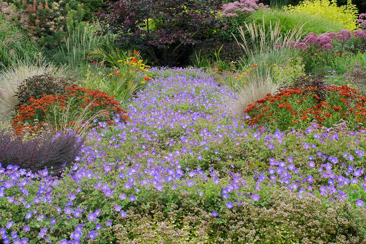 Una imagen horizontal de un prado de flores silvestres con una variedad de flores diferentes.
