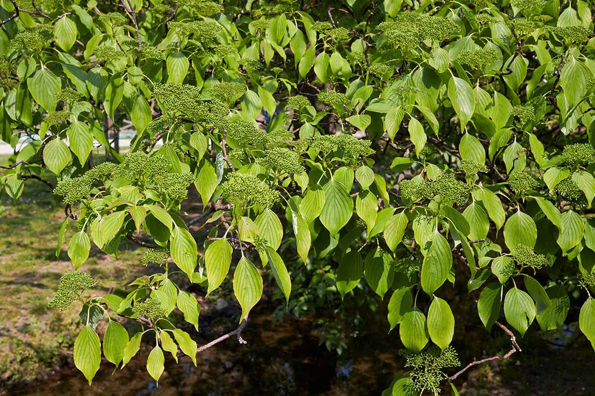 Una imagen horizontal de primer plano de las flores y el follaje de un árbol Cornus alternifolia que crece en el jardín.