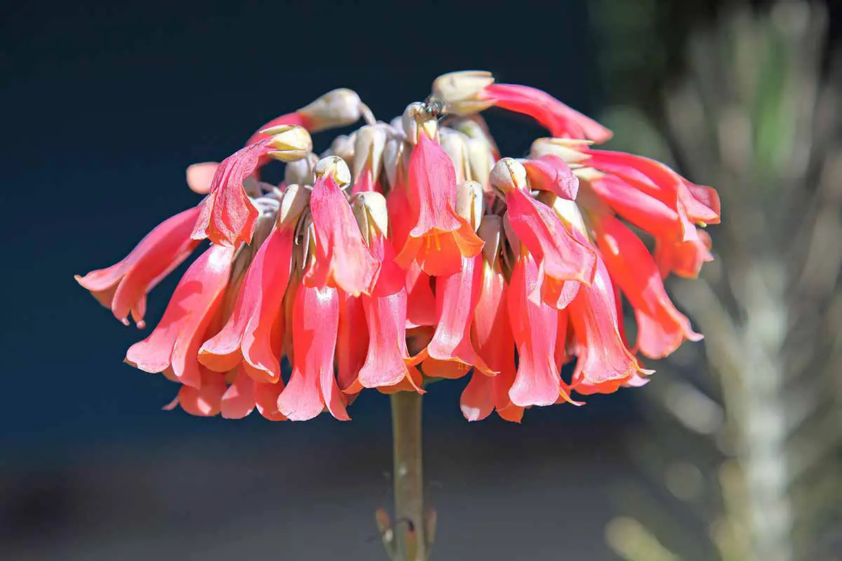 Una imagen horizontal de primer plano de las flores rojas en forma de campana de una planta de araña representada bajo el sol brillante sobre un fondo de enfoque suave.