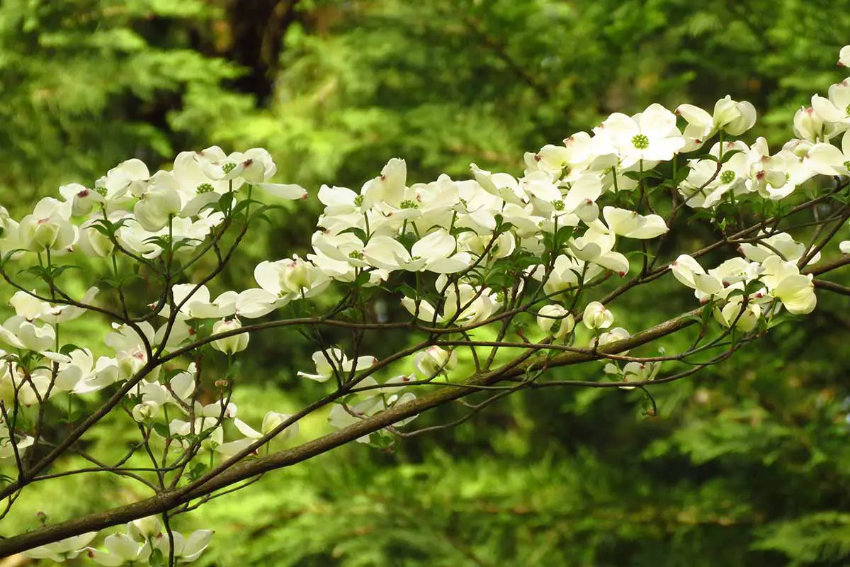 Una imagen horizontal de primer plano de la rama de un árbol de cornejo adornado con flores blancas en un fondo de enfoque suave.
