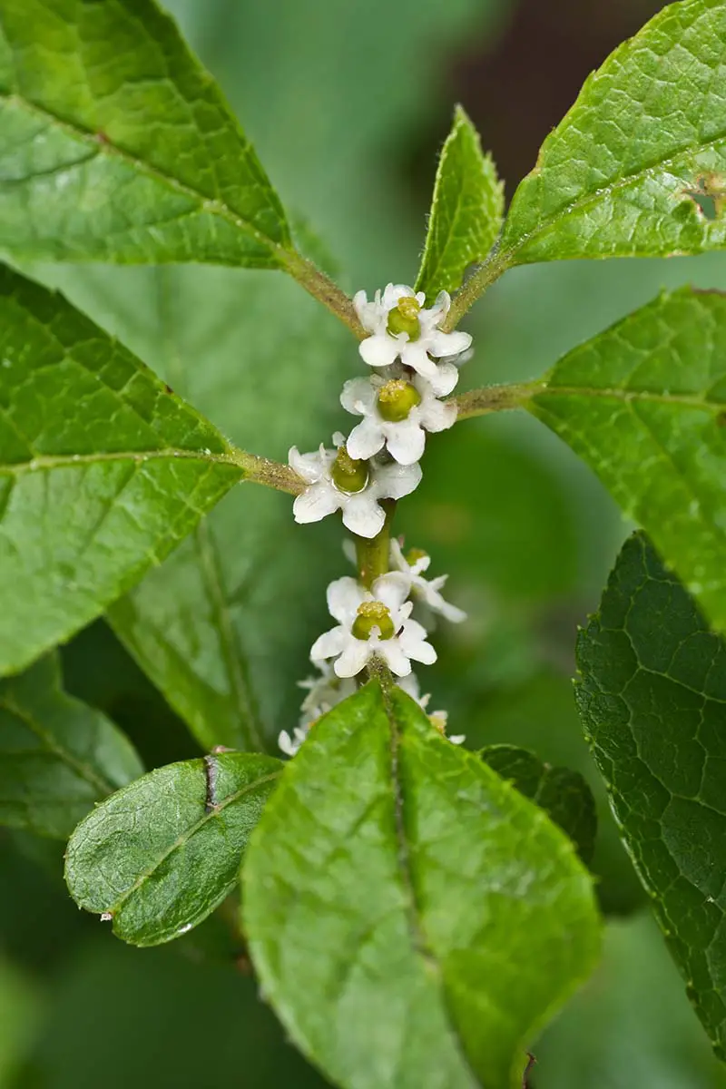 Una imagen vertical de primer plano de las diminutas flores blancas de un arbusto femenino de I. verticillata que eventualmente se convertirán en frutos si son polinizados.
