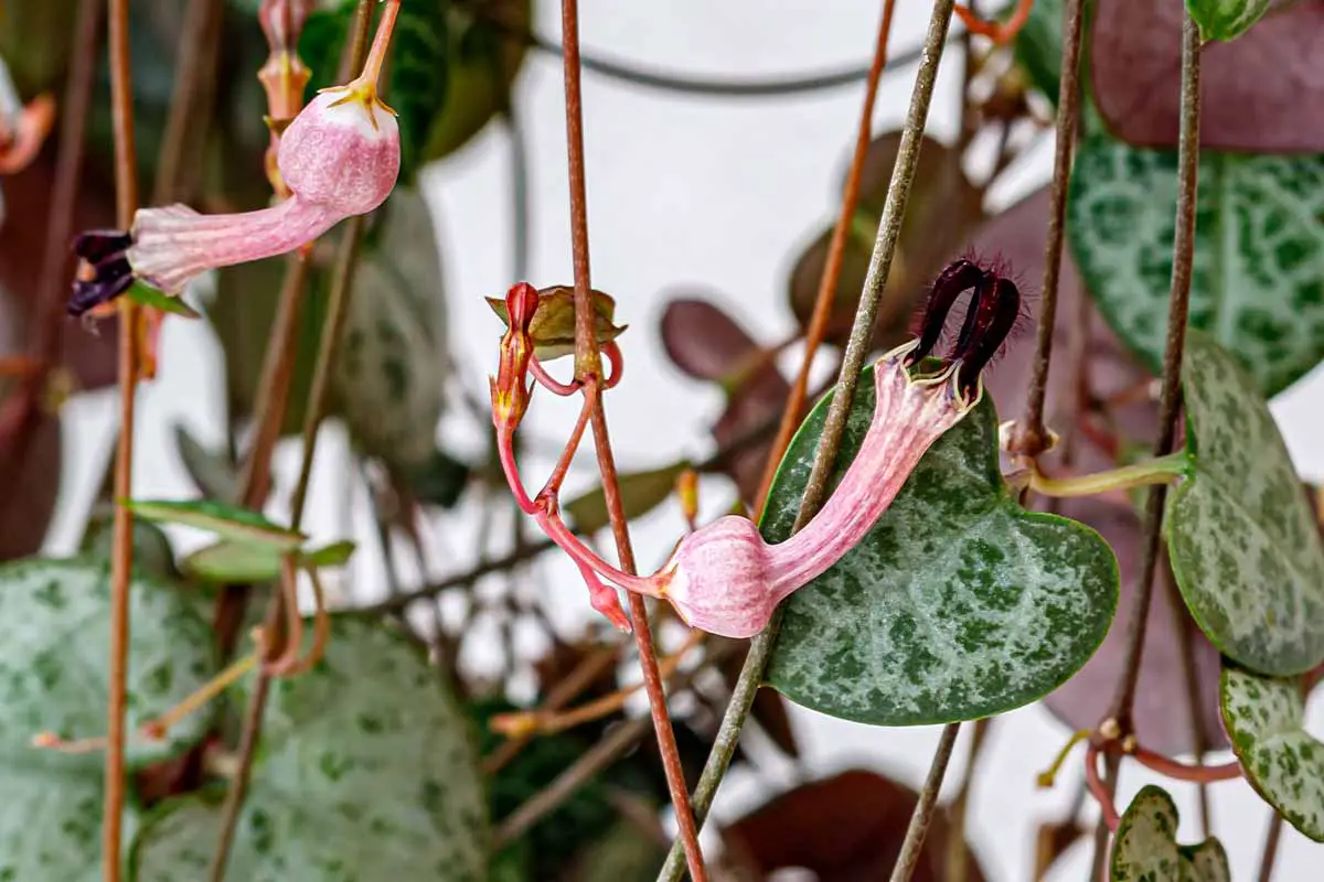 Una imagen horizontal de primer plano del follaje y las flores de una cadena de plantas de corazones (Ceropegia woodii) que crecen en el interior.