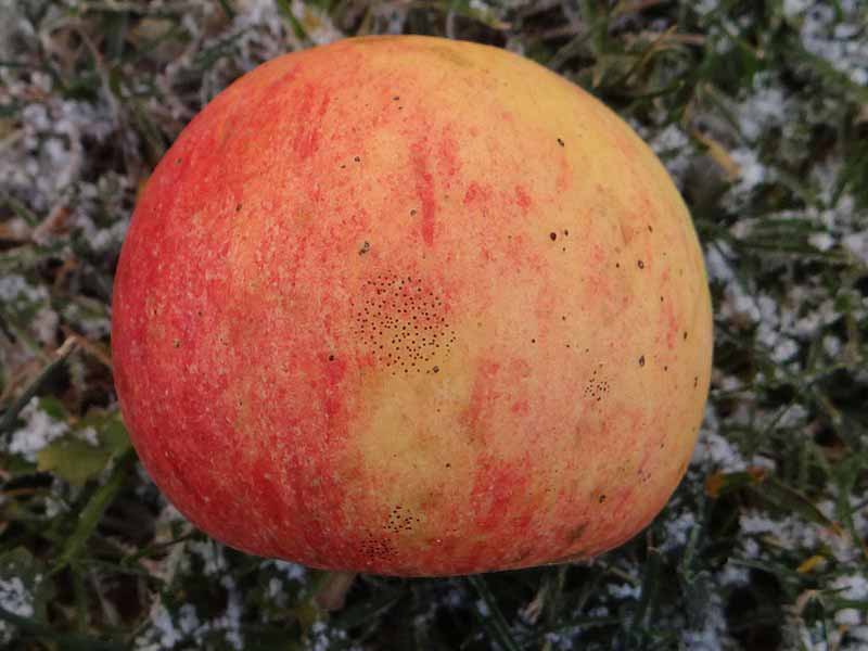 Un primer plano de una manzana que muestra signos de flyspeck.