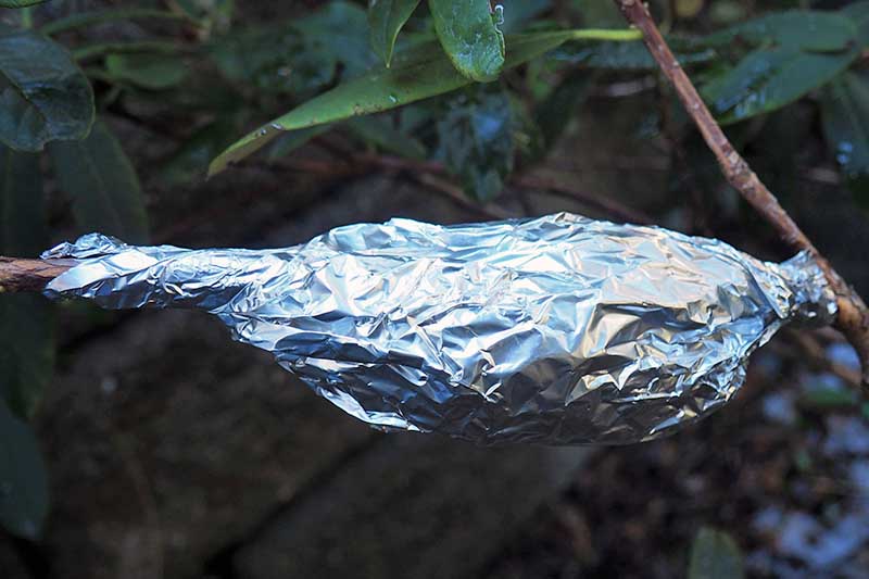 Una imagen horizontal de primer plano de un tallo de planta envuelto en turba y rodeado con papel de aluminio para capas de aire.