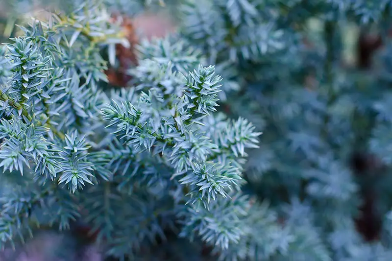Una imagen horizontal de cerca del follaje de Juniperus squamata 'Blue Star' en un fondo de enfoque suave.