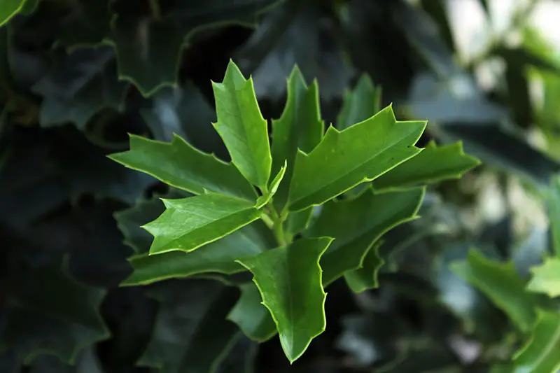 Una imagen horizontal de primer plano del follaje único de Ilex x 'Conaf' que crece en el jardín, representado en un fondo de enfoque suave.