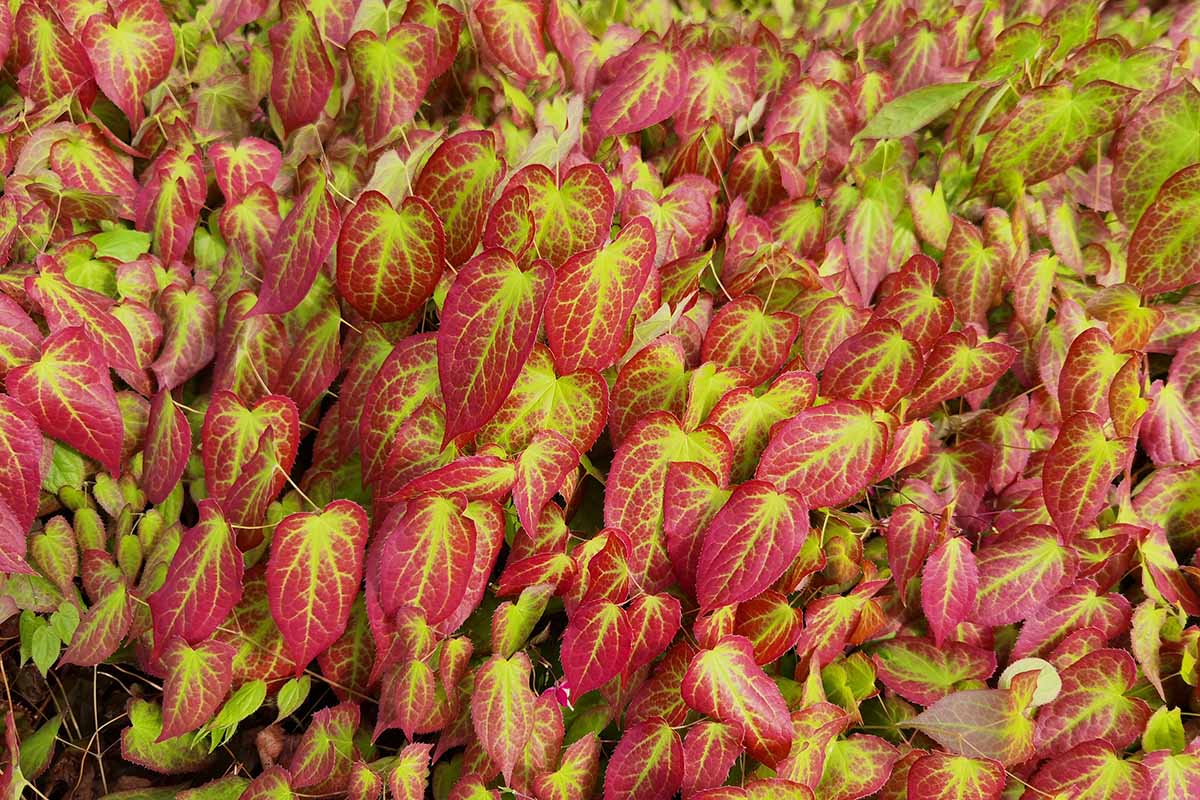 Una imagen horizontal de primer plano del follaje rojo y amarillo verdoso de la barrenwort roja que crece en el jardín.