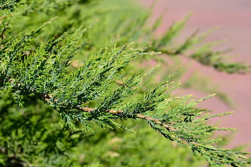 Una imagen horizontal de primer plano del follaje de Juniperus spp.  arbusto representado en un fondo de enfoque suave.