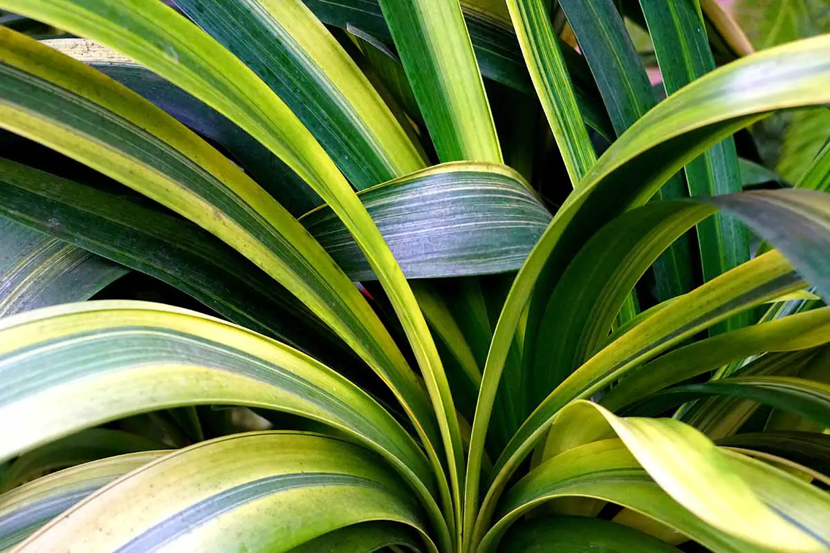 Una imagen horizontal de cierre de una planta de clivia con follaje verde y amarillo abigarrado.