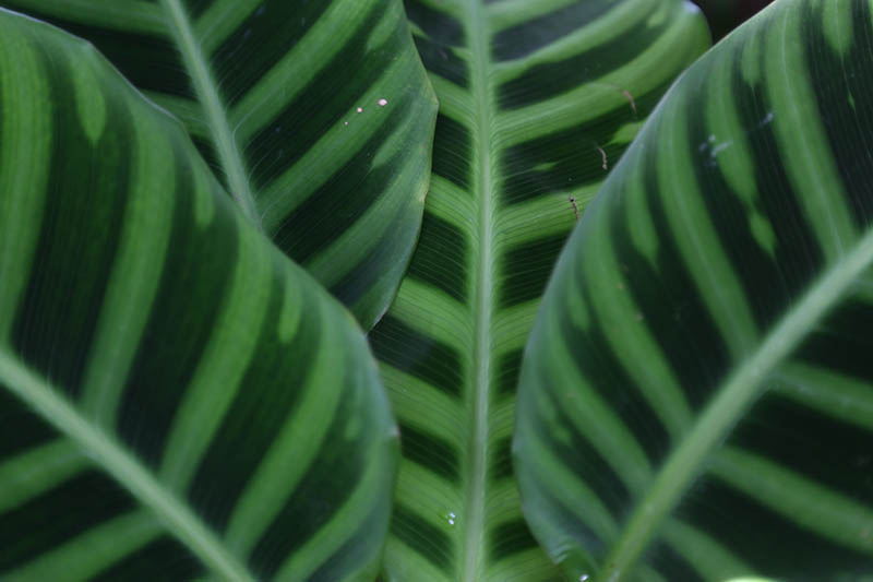 Una imagen horizontal de primer plano del follaje de una planta Calathea zebrina.