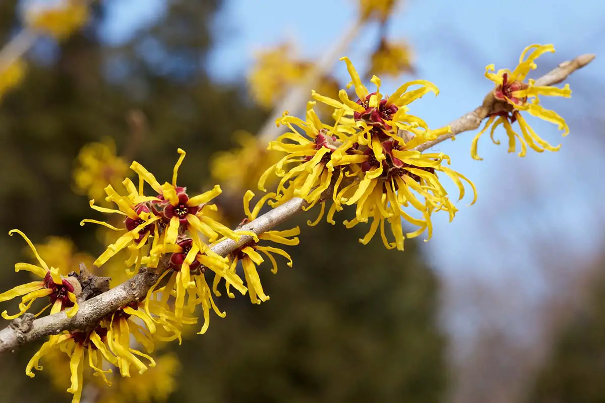 Una imagen horizontal de primer plano de flores amarillas de hamamelis representadas en un fondo de enfoque suave.