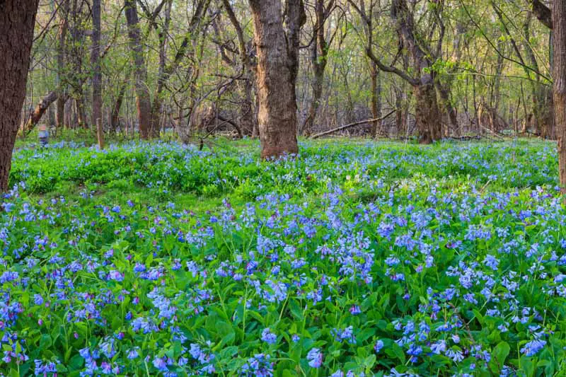 Una imagen horizontal del suelo de un bosque cubierto de flores azules claras de Virginia a principios de la primavera.