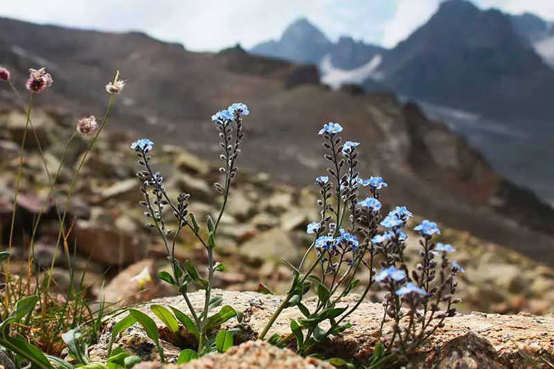 Una imagen horizontal de flores azules de Myosotis asiatica que crecen en una ladera rocosa con montañas en un enfoque suave en el fondo.